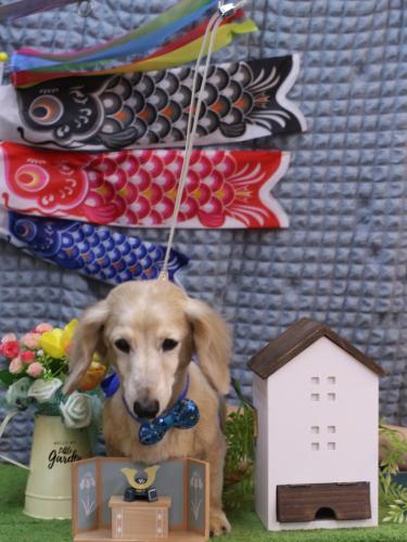 20230524マックくん